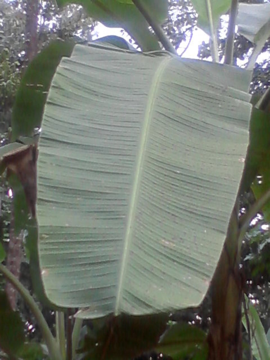 Facts About The Plantain Plant at Alba Robinson blog