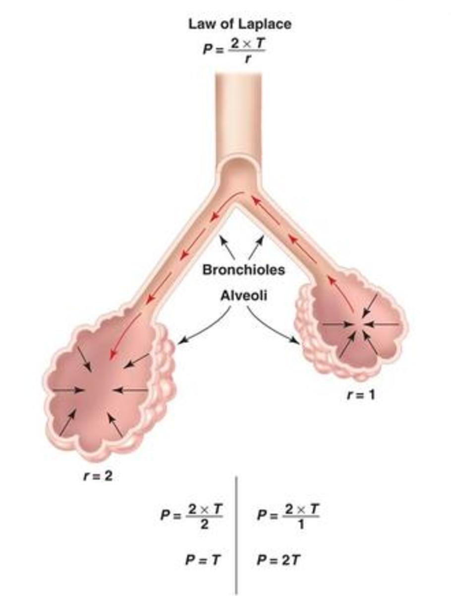 Lung Compliance and Elastance Owlcation