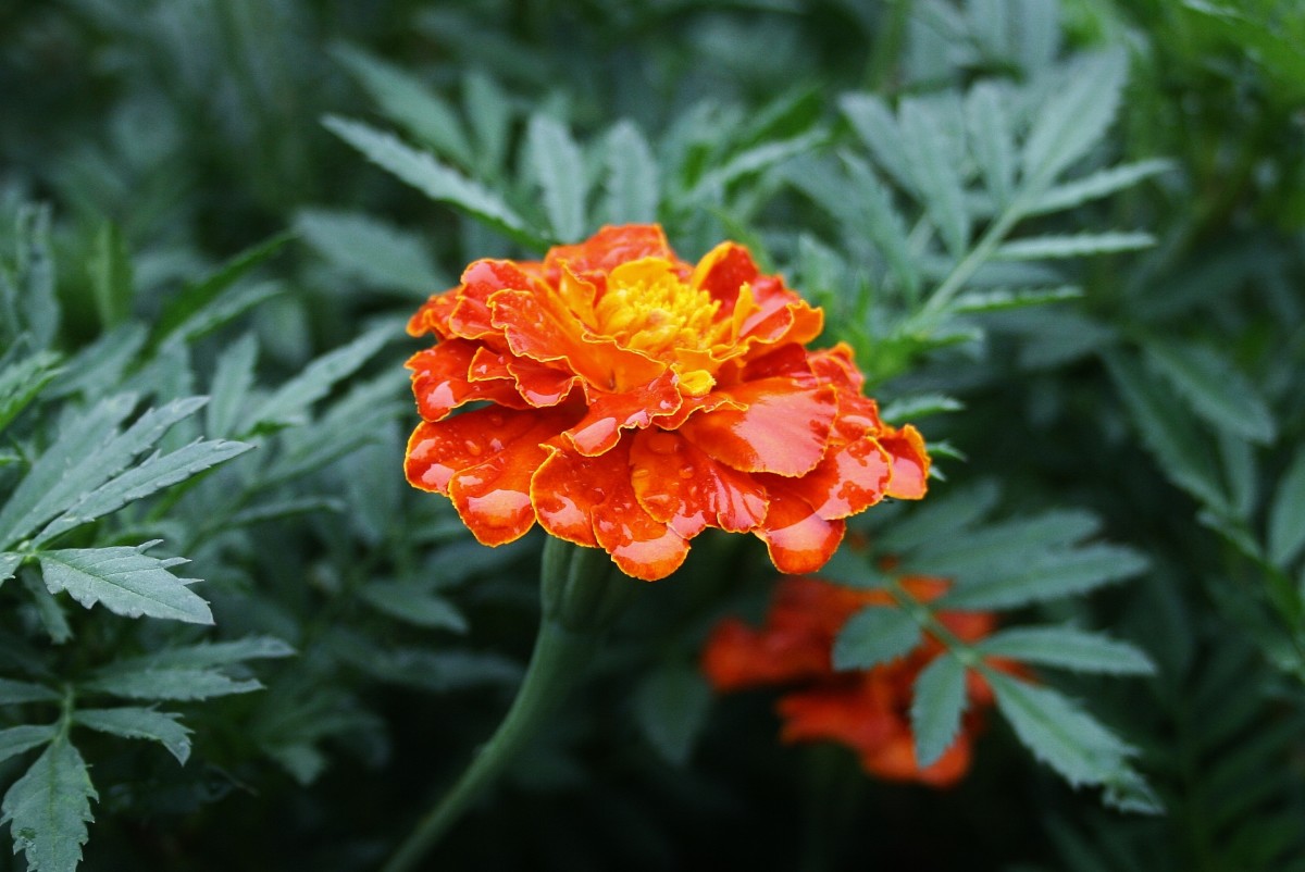10 THINGS YOU DIDN'T KNOW ABOUT MARIGOLDS