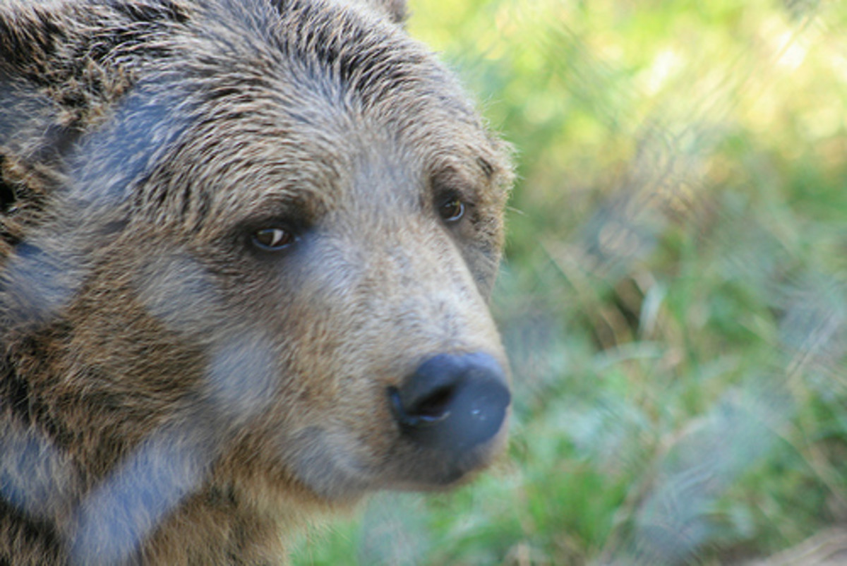 The Sad Animals in Zoos Myth Owlcation