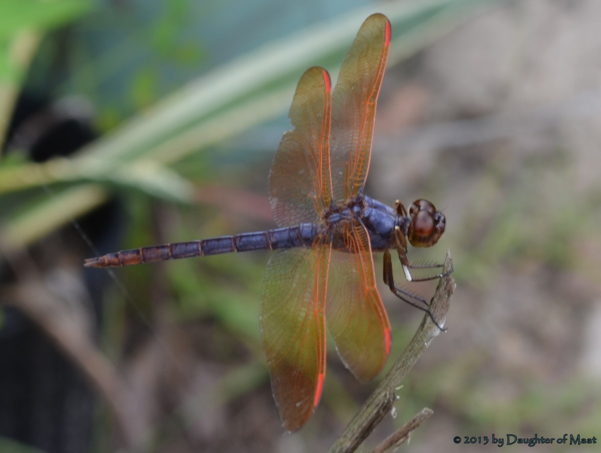 Dragonfly Facts and Symbolism Owlcation