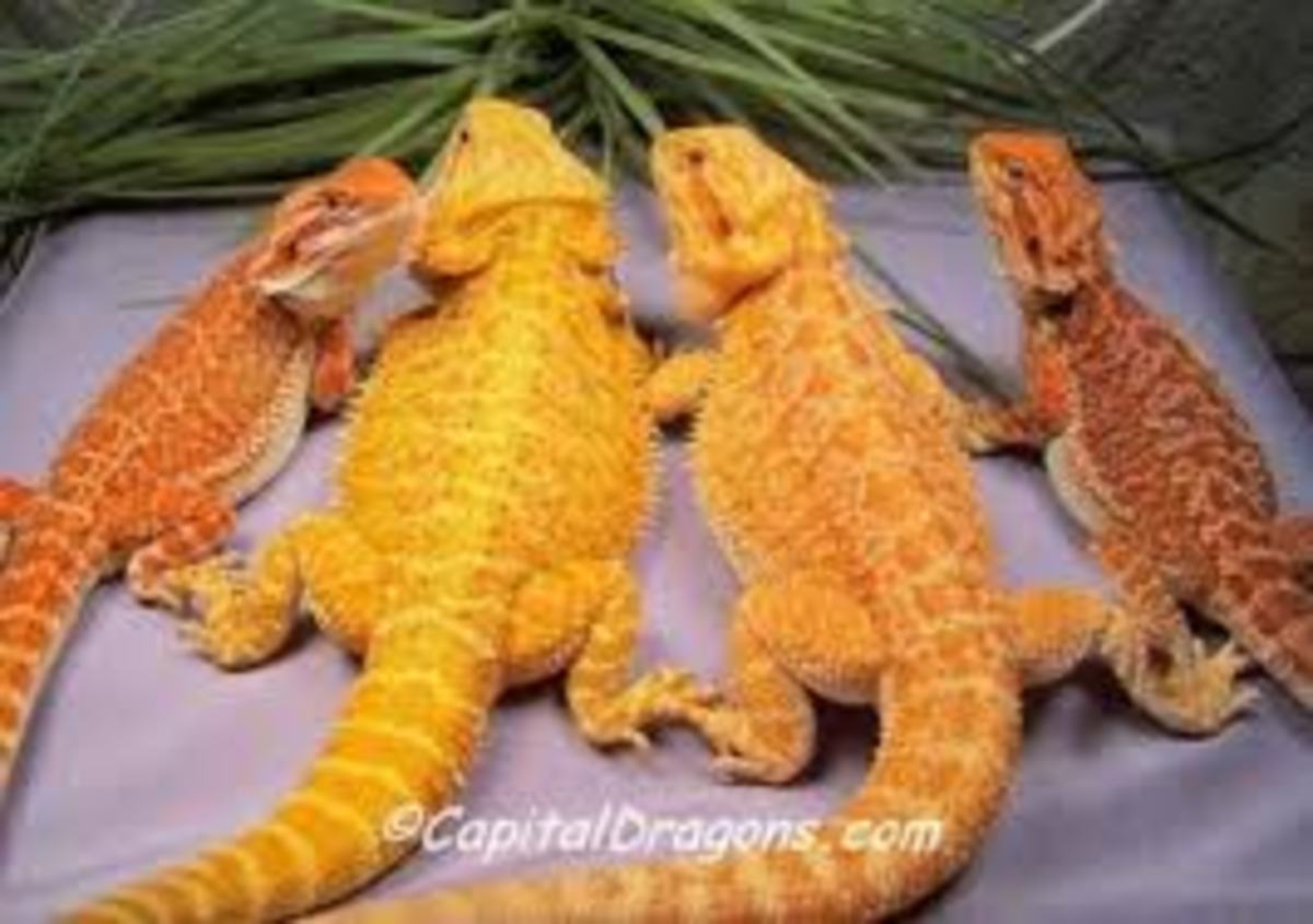 A Complete Guide To Feeding Your Bearded Dragon hubpages