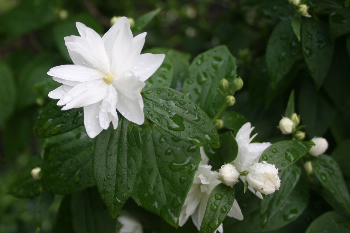 9 Tips for Protecting Plants When It's Hot Outside HubPages