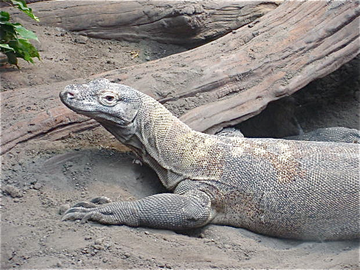 Comodo, beard and fox Amazing lizard