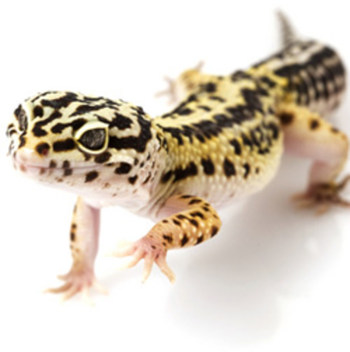 Leopard Gecko Care Sheet & Helpful Information HubPages