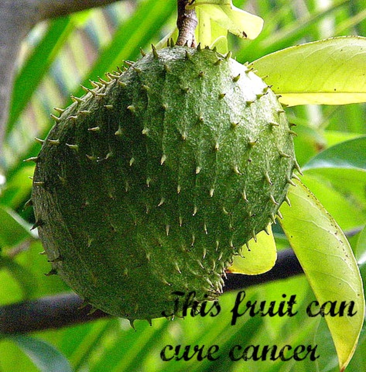 Cancer Cure Soursop