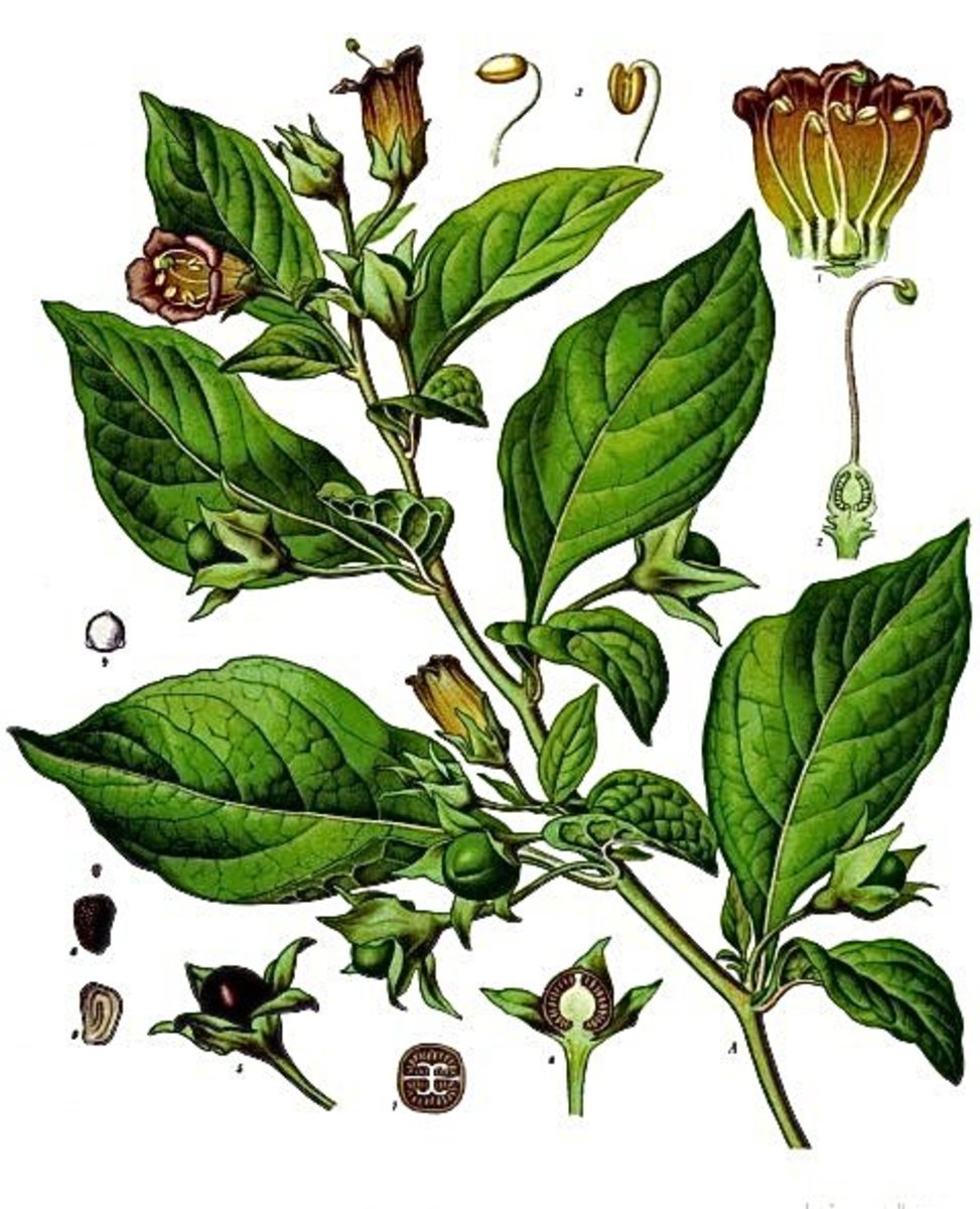 Belladonna or Deadly Nightshade Dangers and Atropine Uses Owlcation