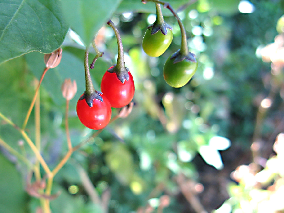 Belladonna or Deadly Nightshade Dangers and Atropine Facts Owlcation