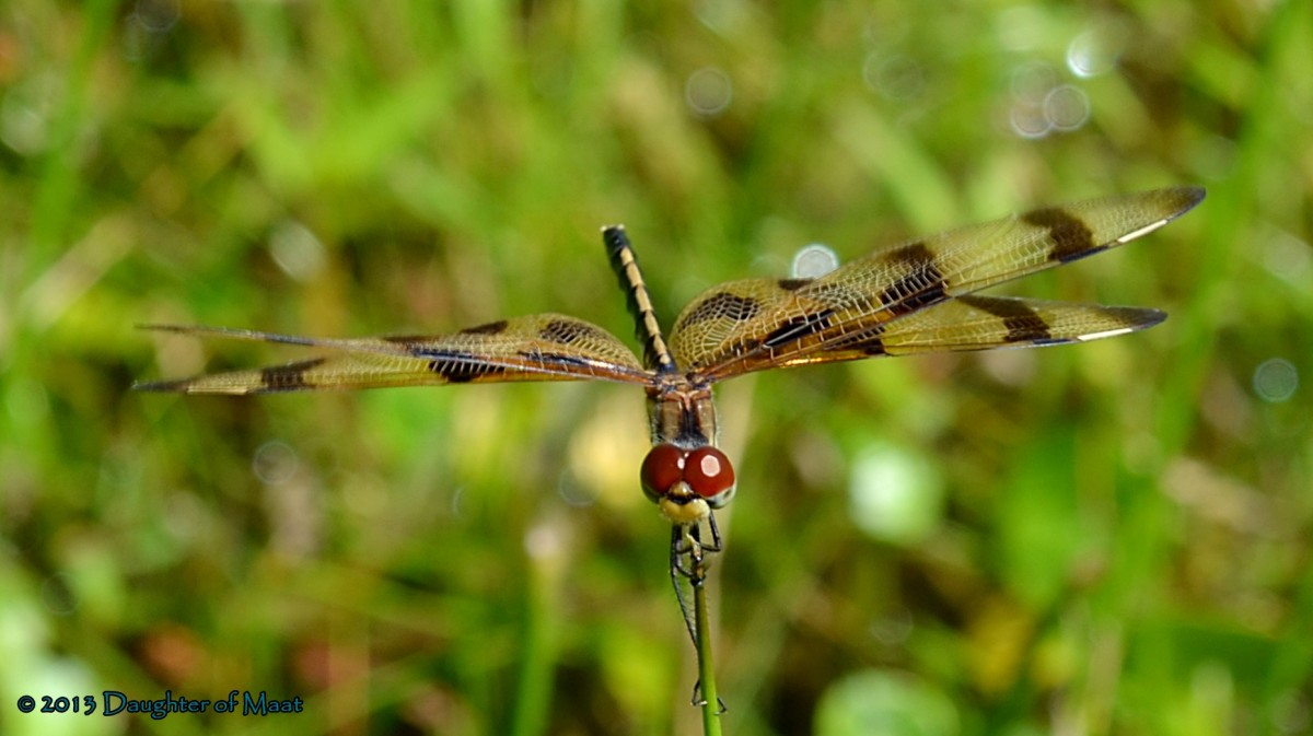 Dragonfly Facts and Symbolism Owlcation