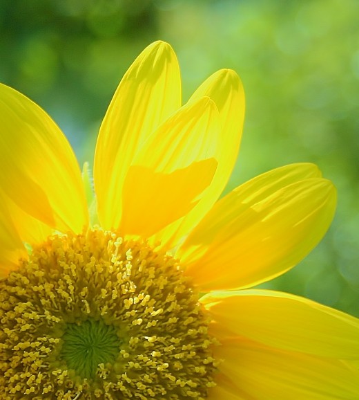 Easy Summer Annuals to Grow from Seed HubPages