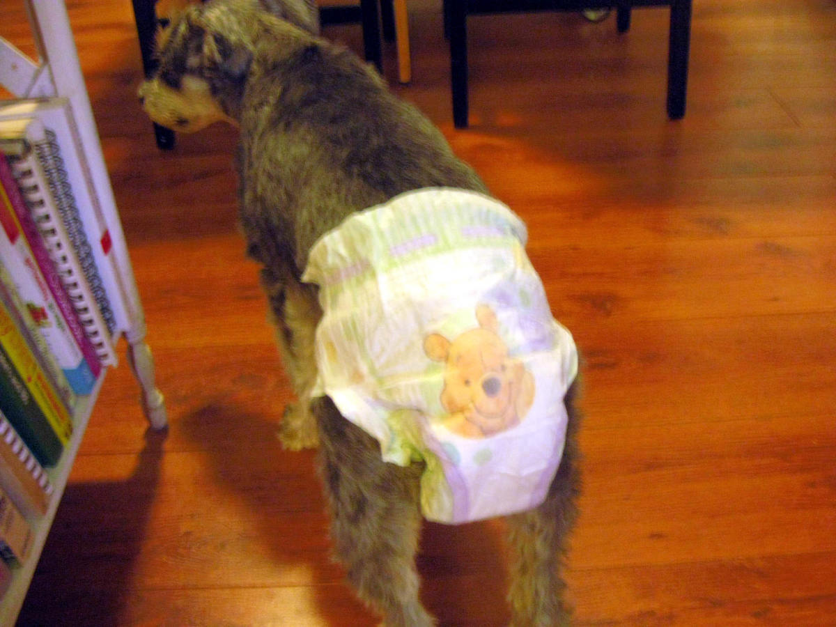 Hemorrhagic Gastroenteritis or HGE A Dangerous Canine Intestinal