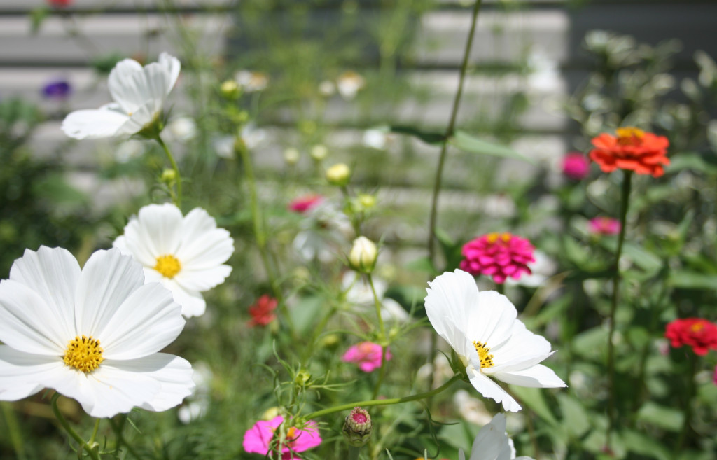 Easy Summer Annuals to Grow from Seed HubPages