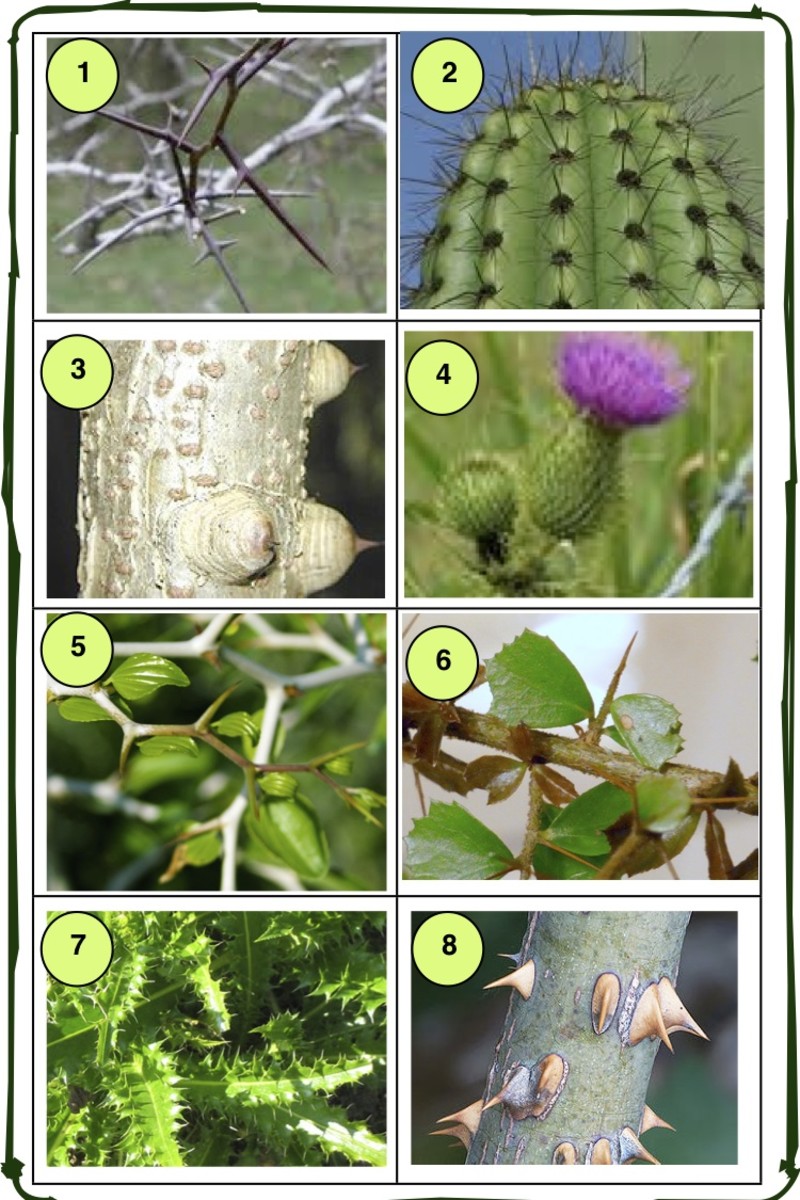 Poisonous Plants; How to avoid them and what to do if you are exposed