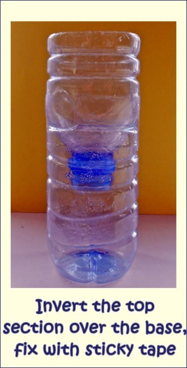 How to Get Rid of Fruit Flies? Dengarden