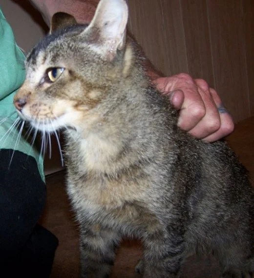 Complete Heterochromia in Cat Eyes, Agouti Coat on Cats and Polydactyl