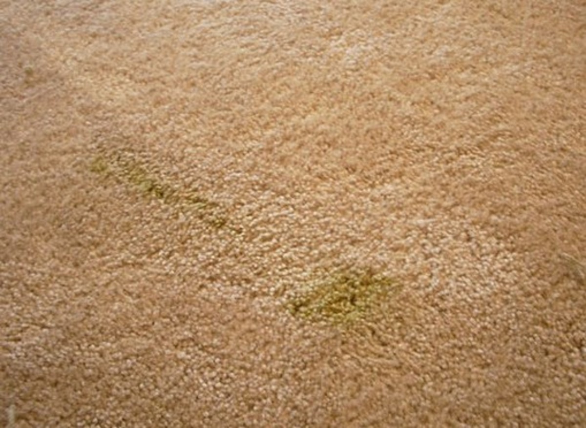 Why Is My Dog Vomiting Bile in the Morning? PetHelpful