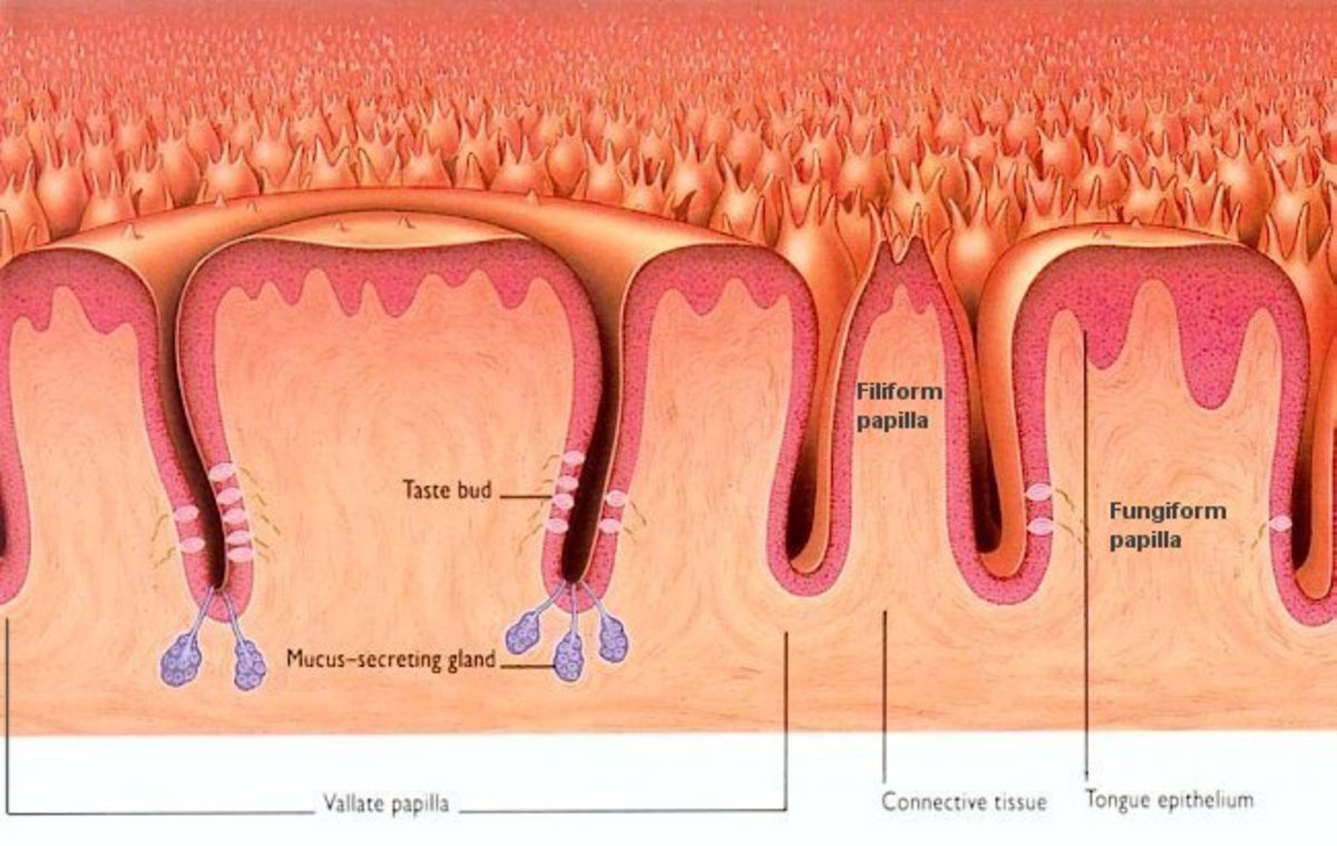 How Much Do You Know About The Bacterial Colony On Your Tongue. HubPages