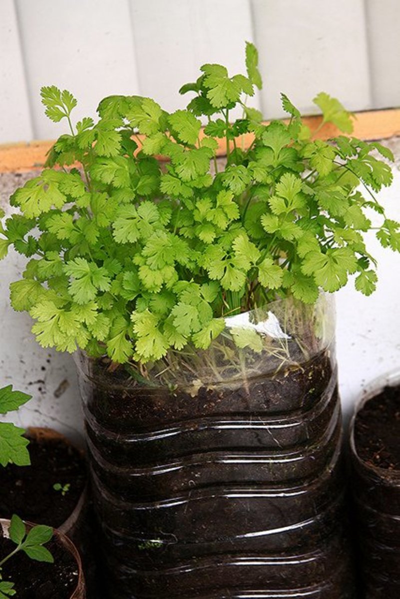 How to Grow Cilantro (AKA Coriander) Good for your garden and great