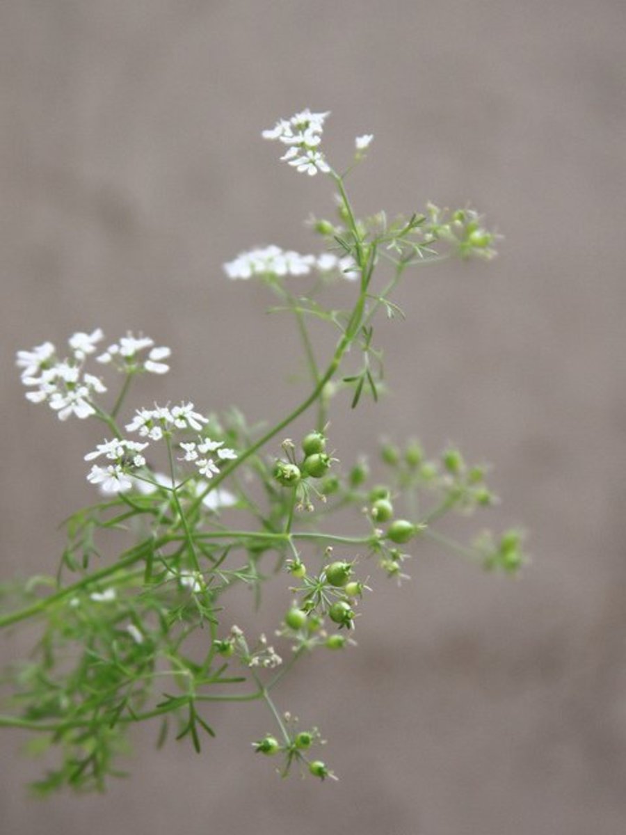 How to Grow Cilantro (AKA Coriander) Good for your garden and great herb for cooking! Dengarden