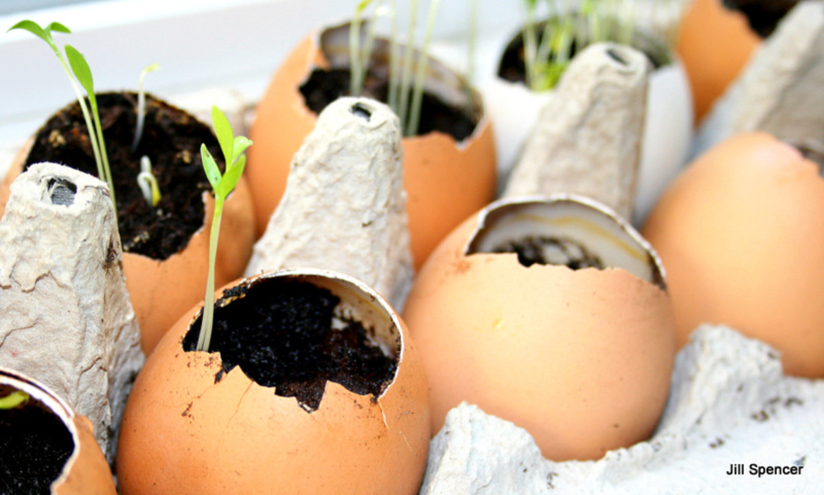 Growing Seeds in an Egg Carton Dengarden