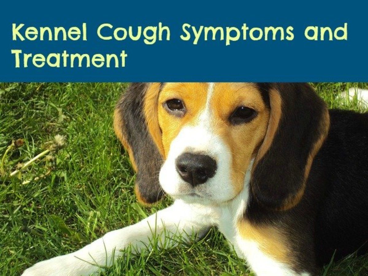 Symptoms of Valley Fever in Dogs PetHelpful