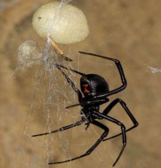Most Dangerous Spiders in California Owlcation