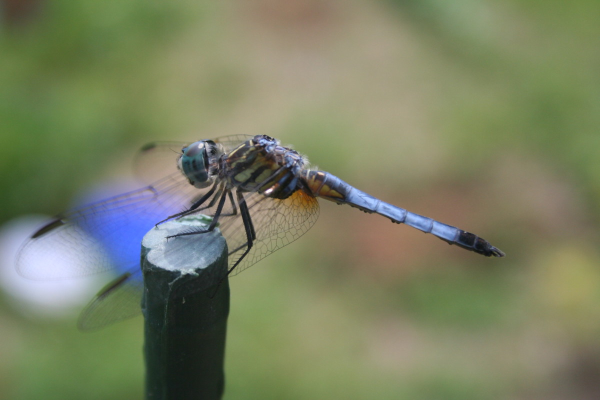 Poquonnock River Boardwalk