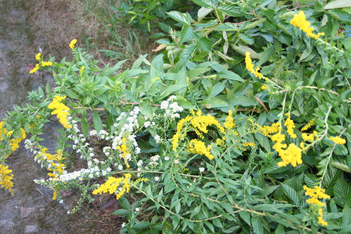 5 Things to See in Connecticut Woodlands HubPages