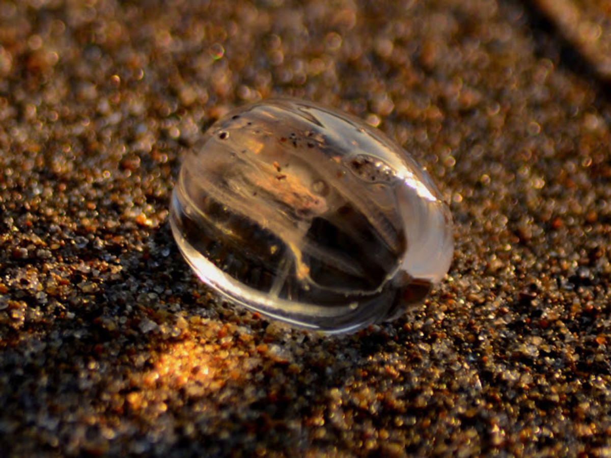 General Characters of Phylum Ctenophora HubPages