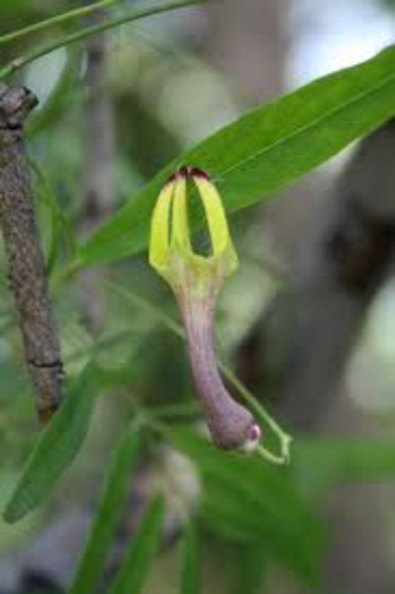 List of Rare and Endangered Indian Plants Owlcation