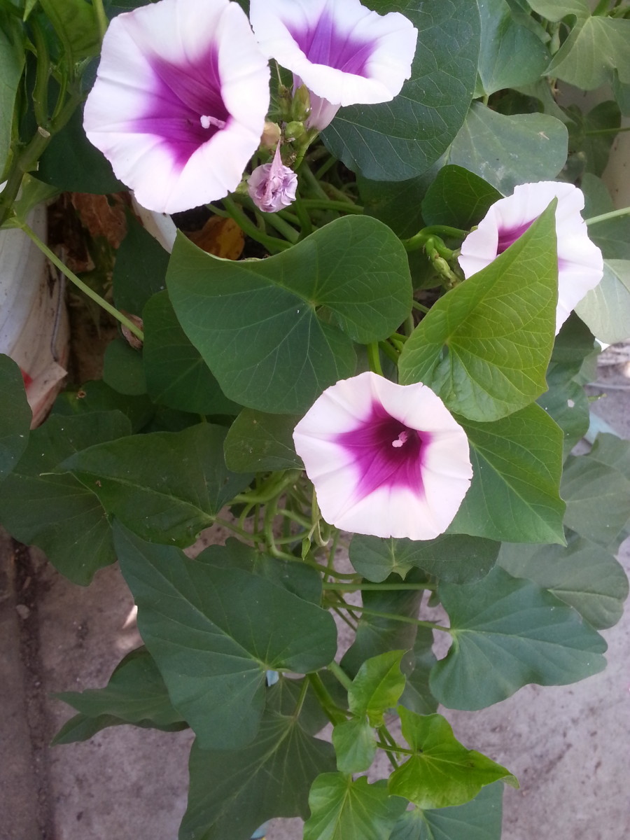 Camote or Sweet Potato Photos, Cooking, and Health Benefits HubPages