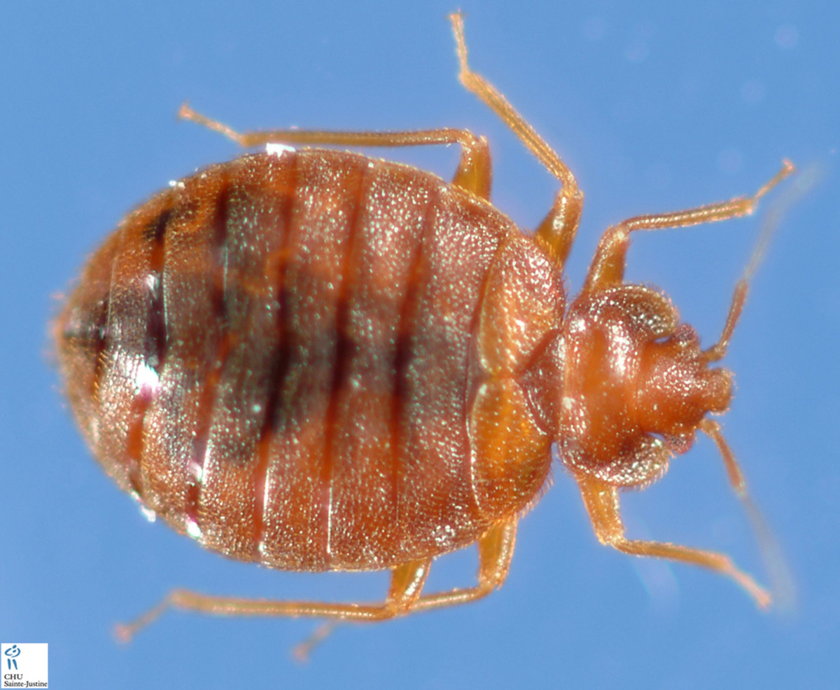 How to Find and Get Rid of Bed Bugs in Your Home Dengarden