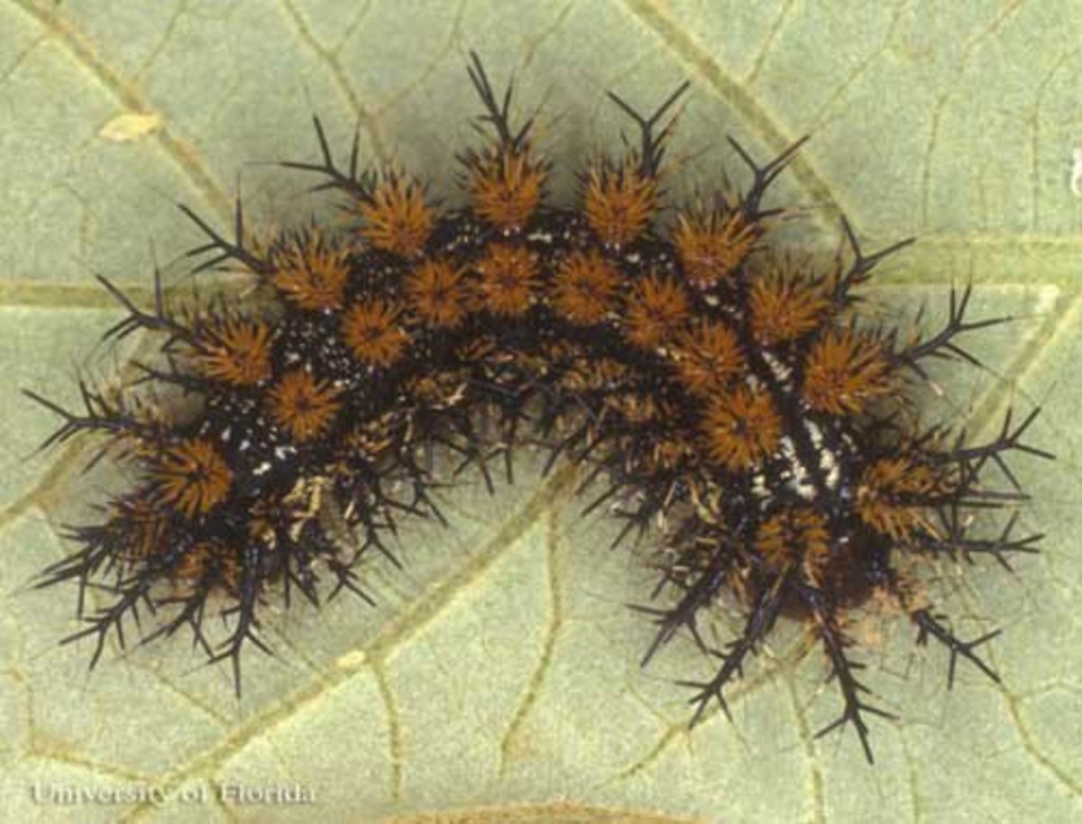 Stinging Caterpillar Identification A Quick and Easy Guide HubPages