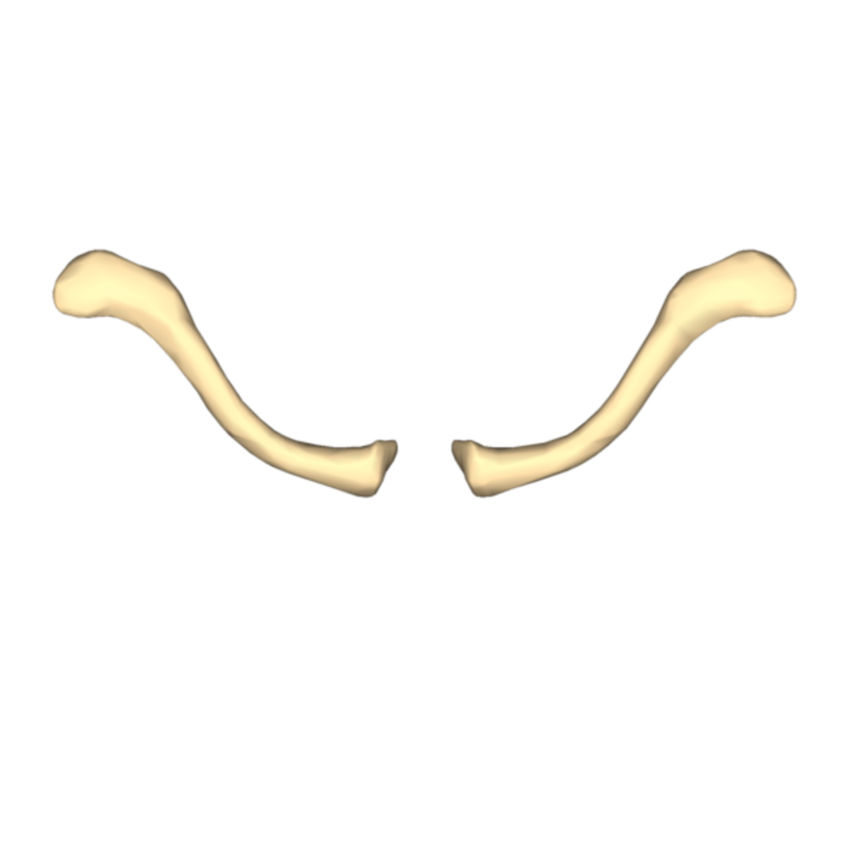 Multiple Choice Questions on Upper Limb Anatomy Clavicle & Scapula