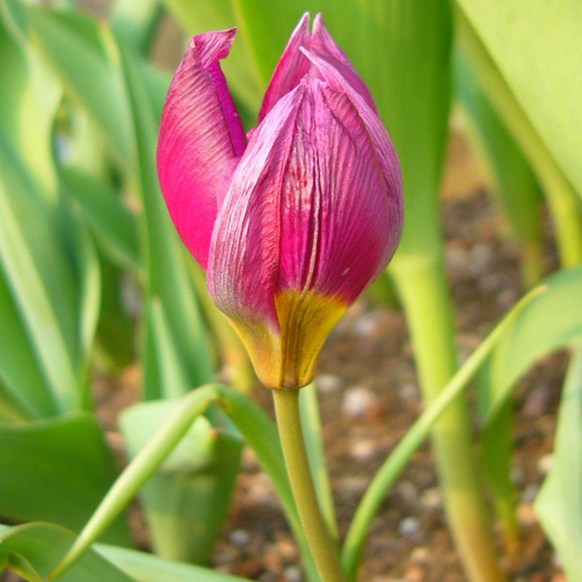 Species Tulips (Botanical Tulips) Dengarden