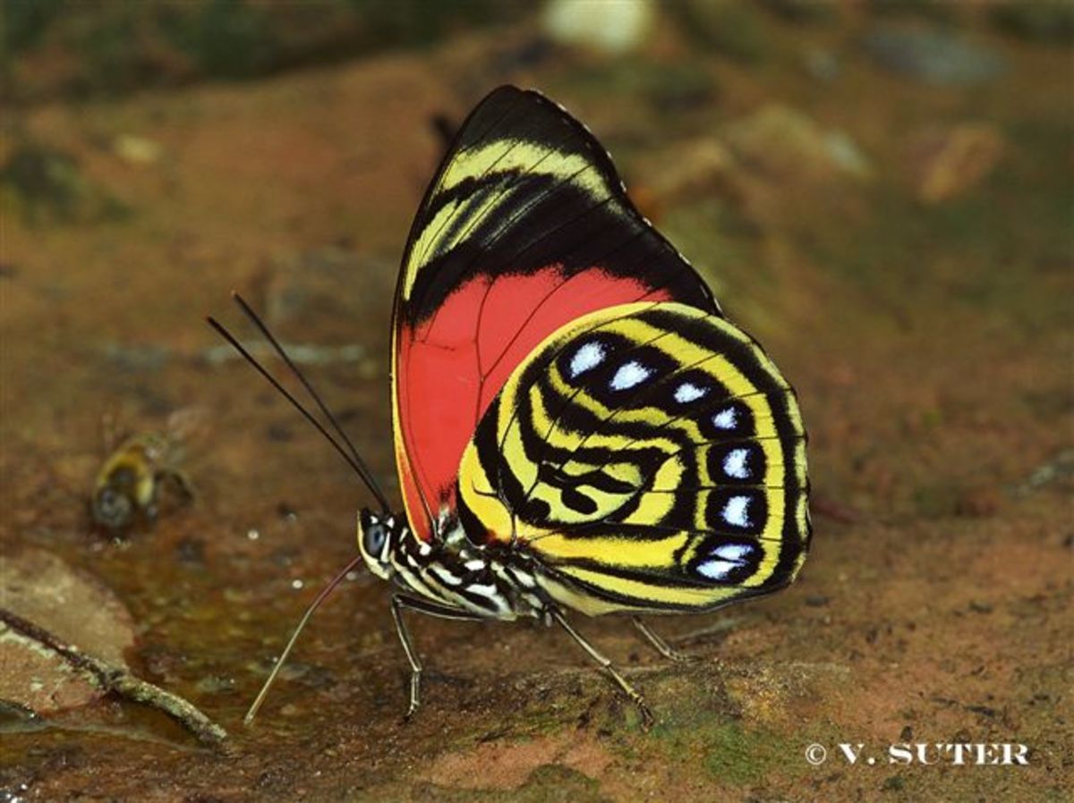Top 10 Rare or Endangered Butterflies Owlcation