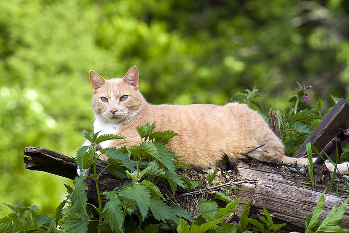 Cat Ages in Human Years and Other Facts About the Feline