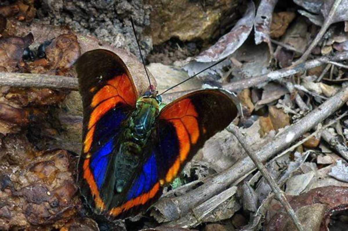 Top 10 Rare or Endangered Butterflies HubPages