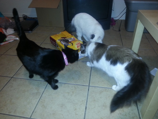 How to Acclimate Your Cat to a New Home