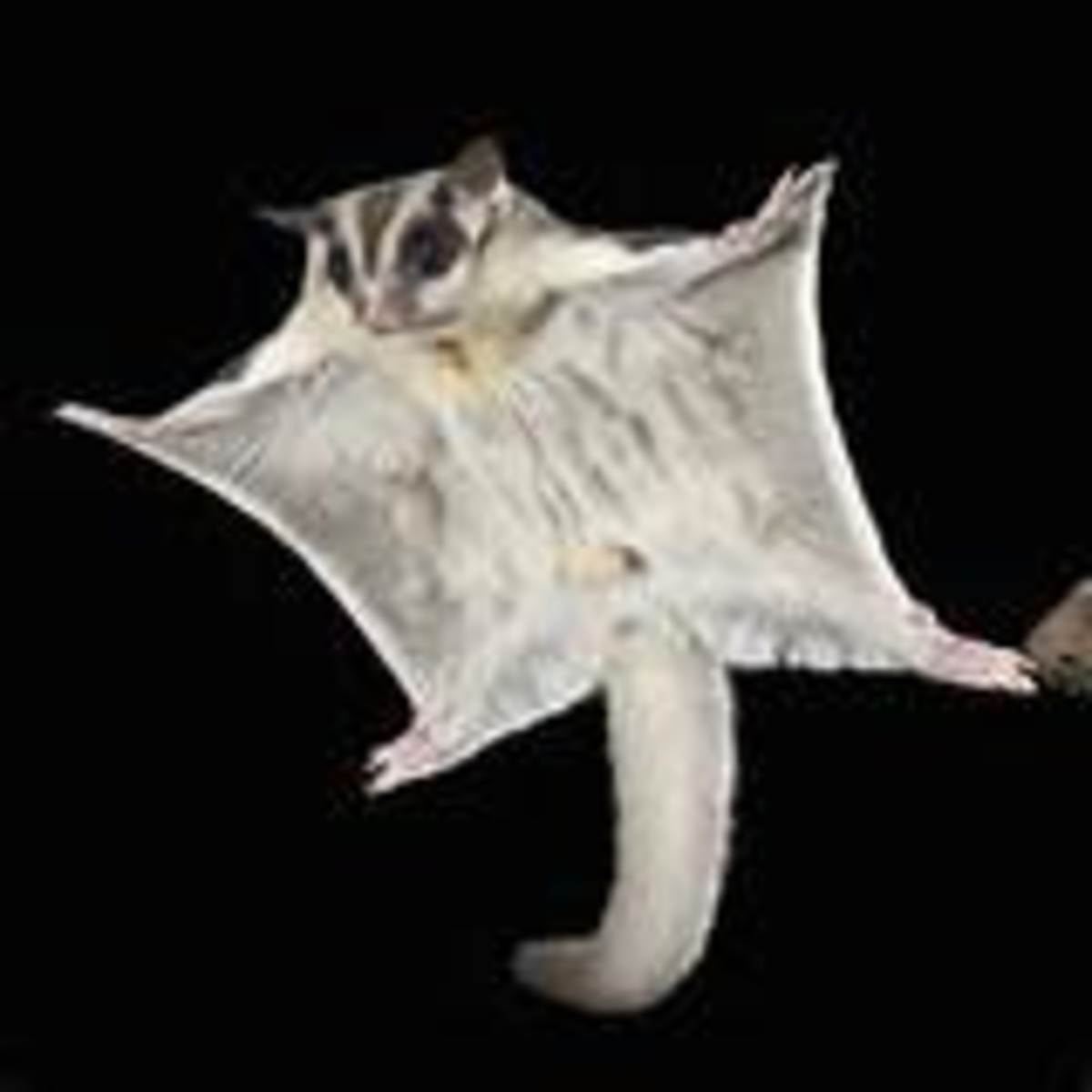 3 of the Best Small Exotic Pets to Own PetHelpful