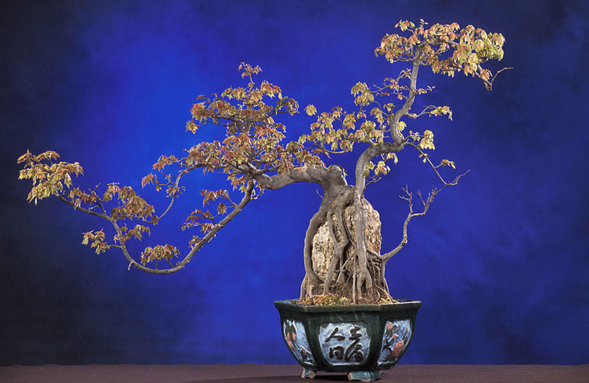 A Beginner's Guide to Bonsai HubPages