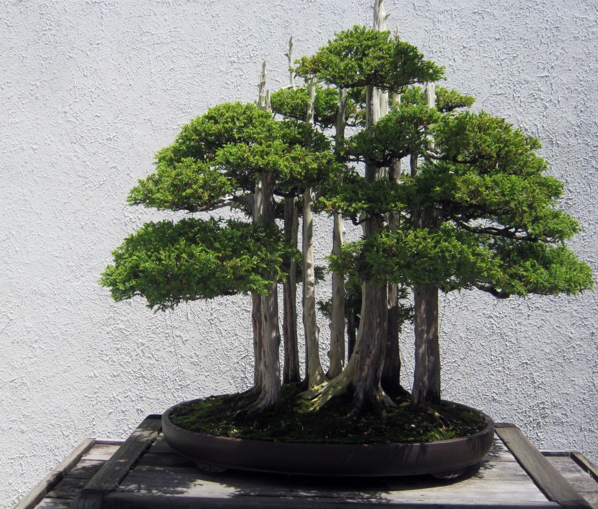 Bonsai Gallery From the US National Arboretum WanderWisdom