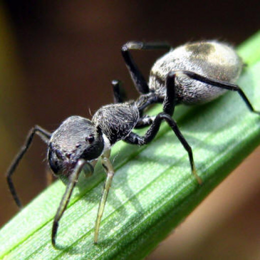 Top 10 Spider Powers