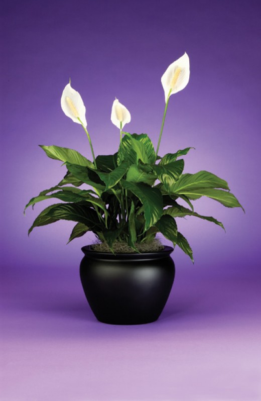 How to Take Care of a Peace Lily Dengarden