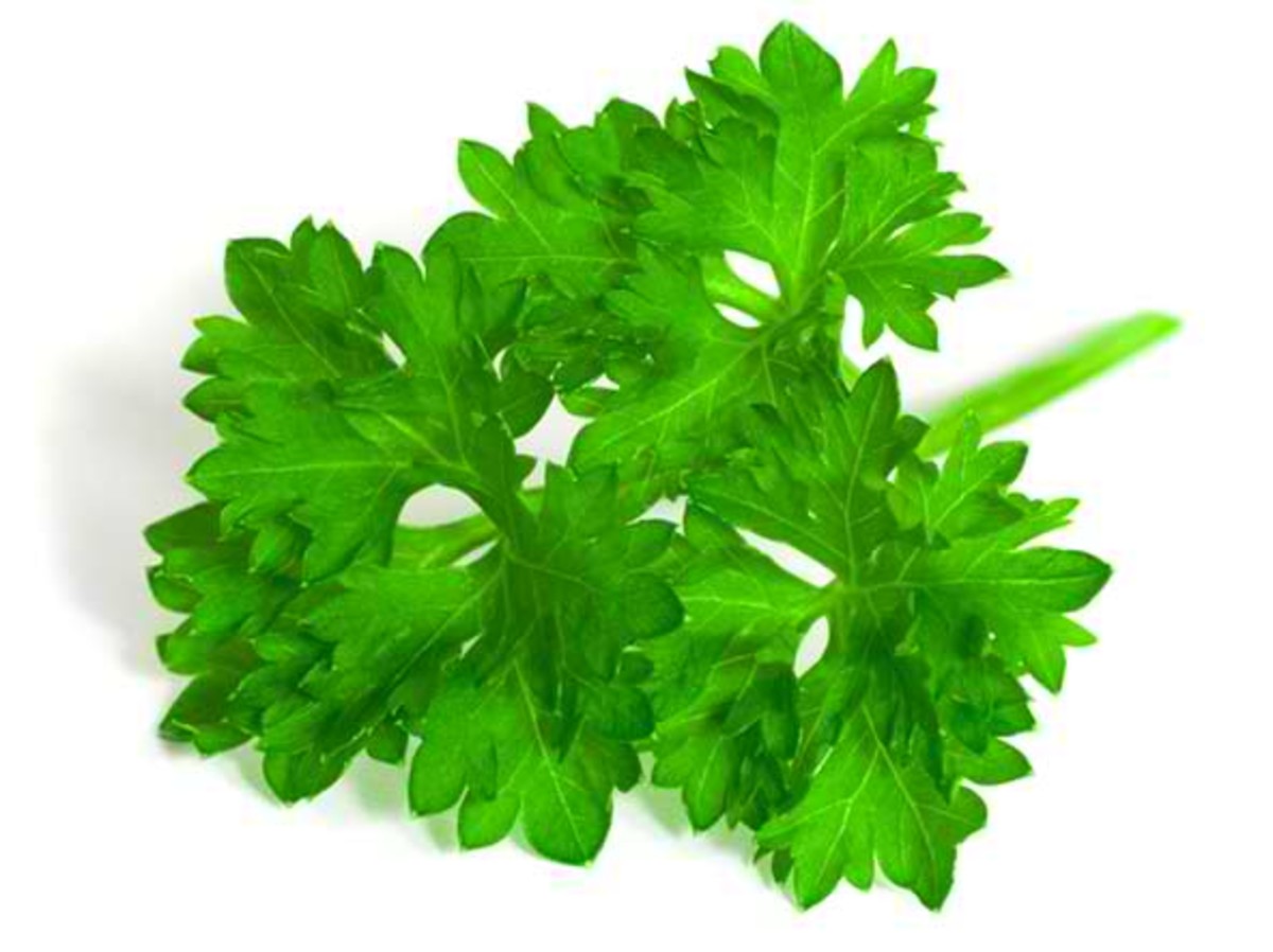 10 Health Benefits of Parsley CalorieBee