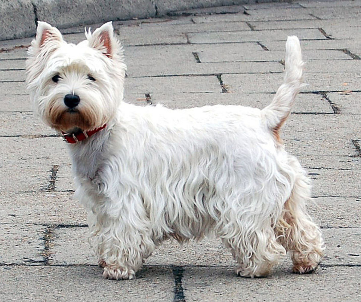Top 10 Dog Breeds Ideal for Catching Rats PetHelpful