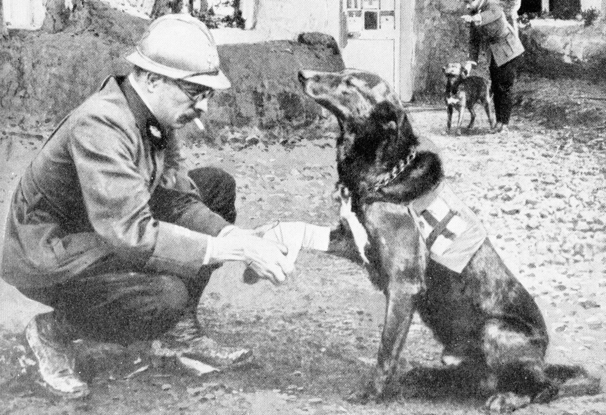 WarDogs of First World War (WWI, First Great European War