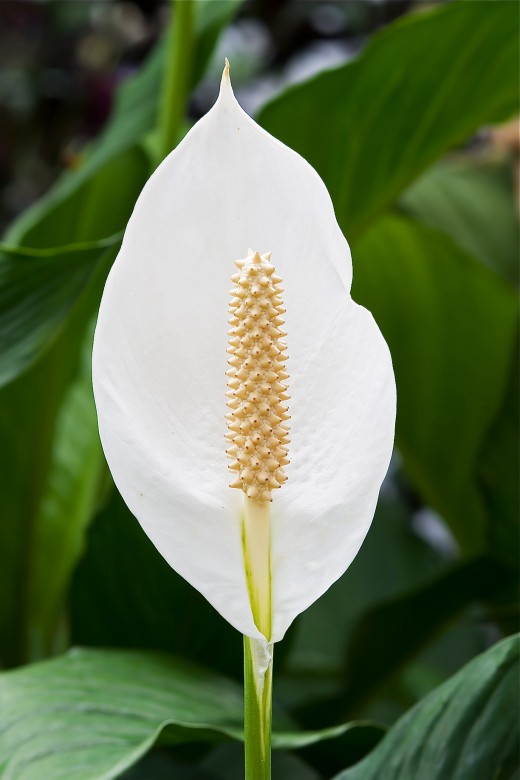 Twelve Poisonous House Plants and Their Health Effects Dengarden