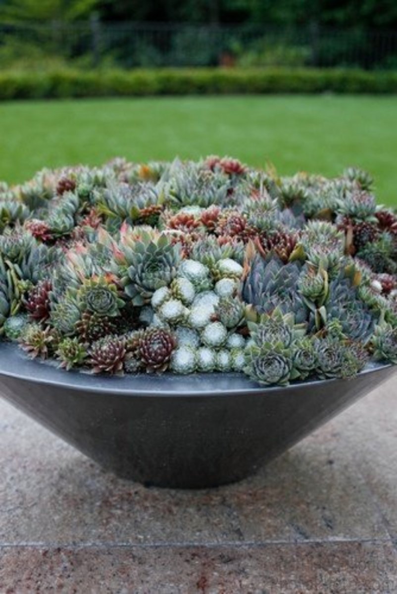 Succulent Gardens for Small Spaces Dengarden
