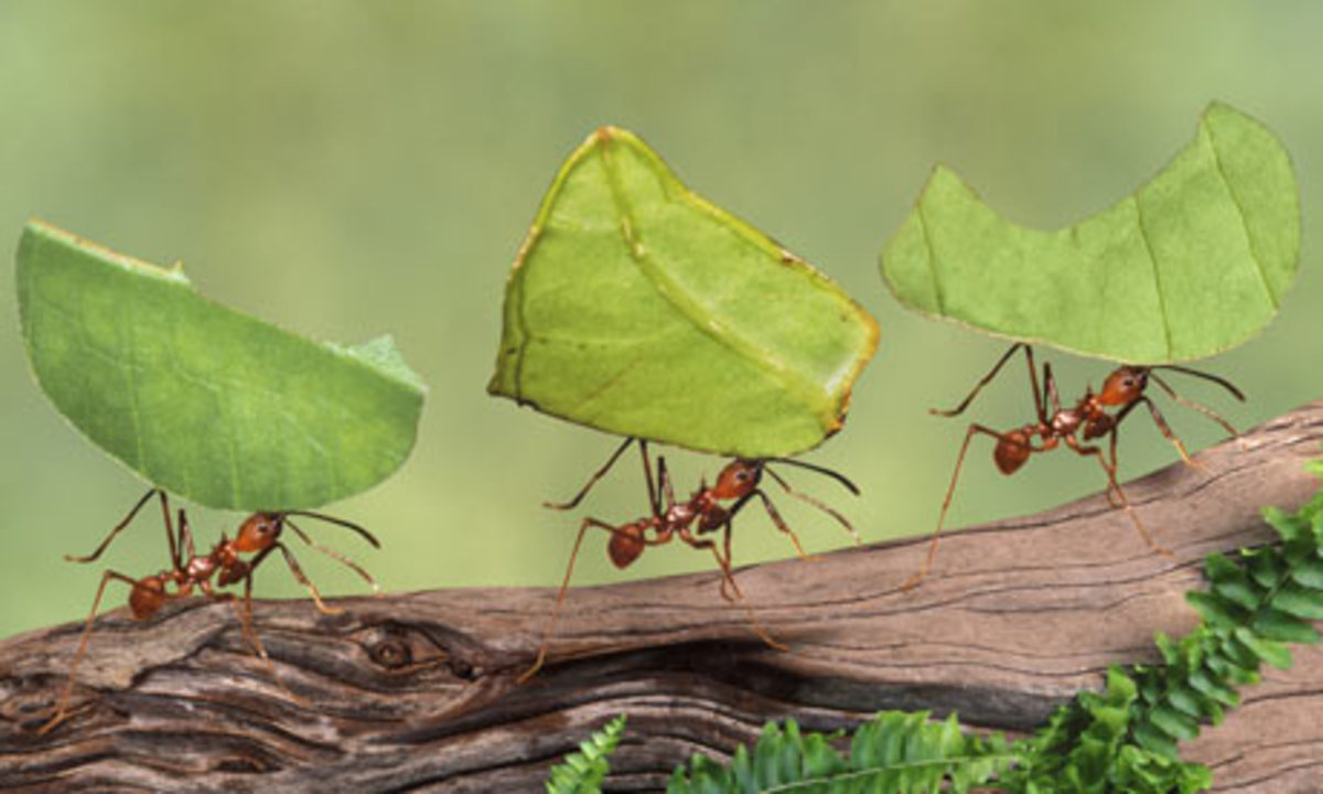 Amazing antsTop 5 interesting facts about these Strong, tiny creatures